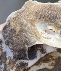 Cryptosula pallasiana