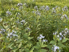 Amsonia ludoviciana