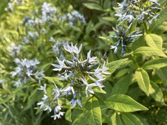 Amsonia ludoviciana