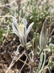 Androstephium breviflorum
