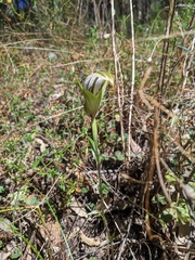 Pterostylis ampliata