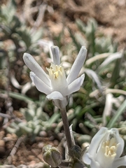 Androstephium breviflorum