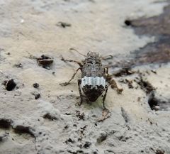 Eurymycter fasciatus