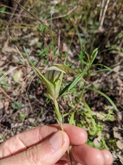 Pterostylis ampliata