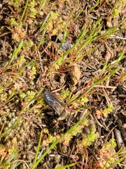 Andrena transnigra
