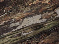 Eurymycter fasciatus