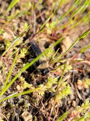 Andrena transnigra