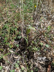 Pterostylis ampliata