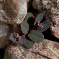 Euphorbia glyptosperma