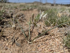 Androstephium breviflorum