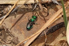 Hoplitis fulgida