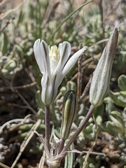 Androstephium breviflorum