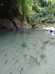 Brycon