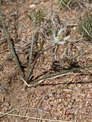 Androstephium breviflorum