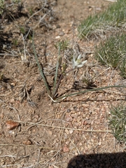 Androstephium breviflorum