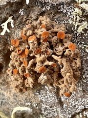 Seirophora scorigena