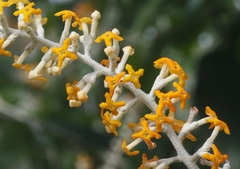 Buddleja madagascariensis