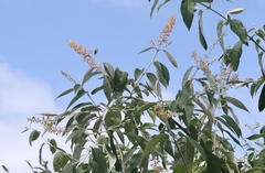 Buddleja madagascariensis
