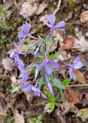 Phlox divaricata laphamii