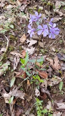 Phlox divaricata laphamii