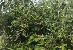 Buddleja madagascariensis