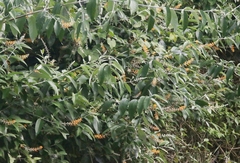 Buddleja madagascariensis