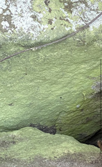 Psilolechia