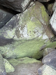 Psilolechia