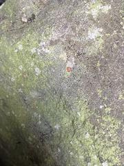 Psilolechia