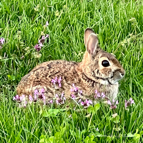 Eastern Cottontail photographed in Missouri