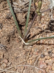 Androstephium breviflorum