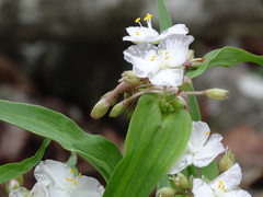 Tradescantia ozarkana