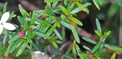 Arcytophyllum thymifolium