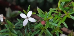 Arcytophyllum thymifolium