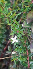 Arcytophyllum thymifolium