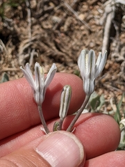 Androstephium breviflorum