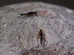 Homoeoxipha lycoides