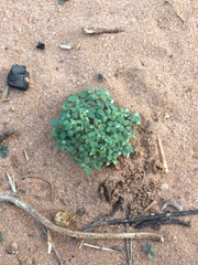 Euphorbia glyptosperma