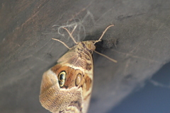 Eryphanis aesacus