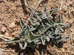Asclepias involucrata
