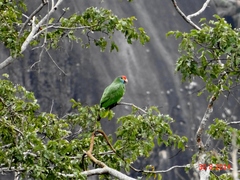 Amazona rhodocorytha