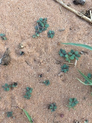 Euphorbia glyptosperma