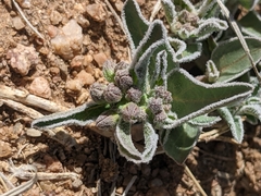 Asclepias involucrata