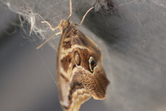 Eryphanis aesacus