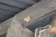 Eryphanis aesacus
