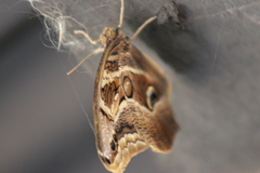 Eryphanis aesacus
