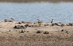 Charadrius dealbatus