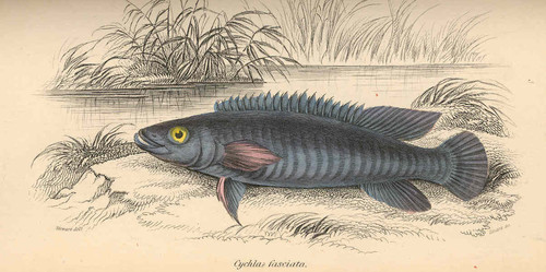 Johanna Pike Cichlid