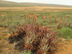Aloe microstigma framesii