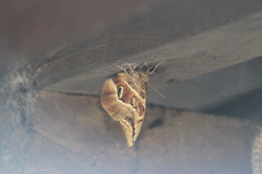 Eryphanis aesacus
